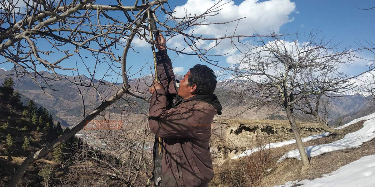 स्याउ बगैंचा व्यवस्थापन गर्न लागे किसान