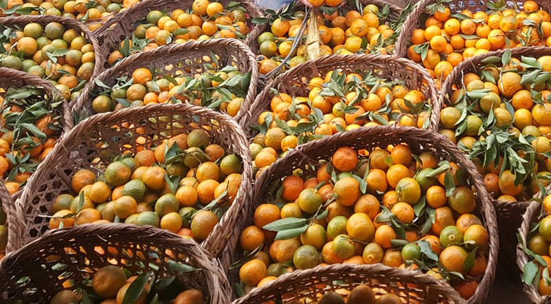 मासिँदै  सुन्तला : किसान चिन्तित