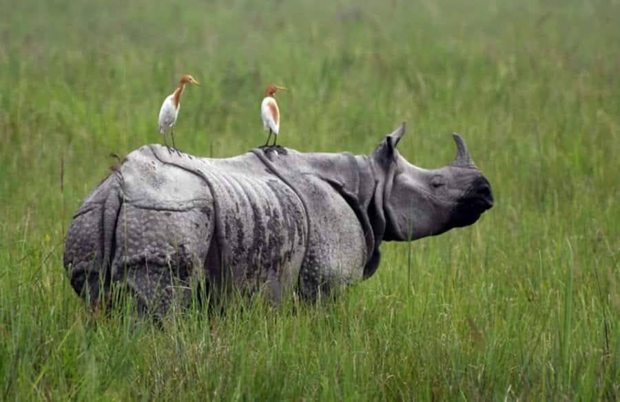 दुर्लभ एकसिङ्गे गैँडा मारी खाग बिक्री गरेको अभियोगमा १४ जना पक्राउ