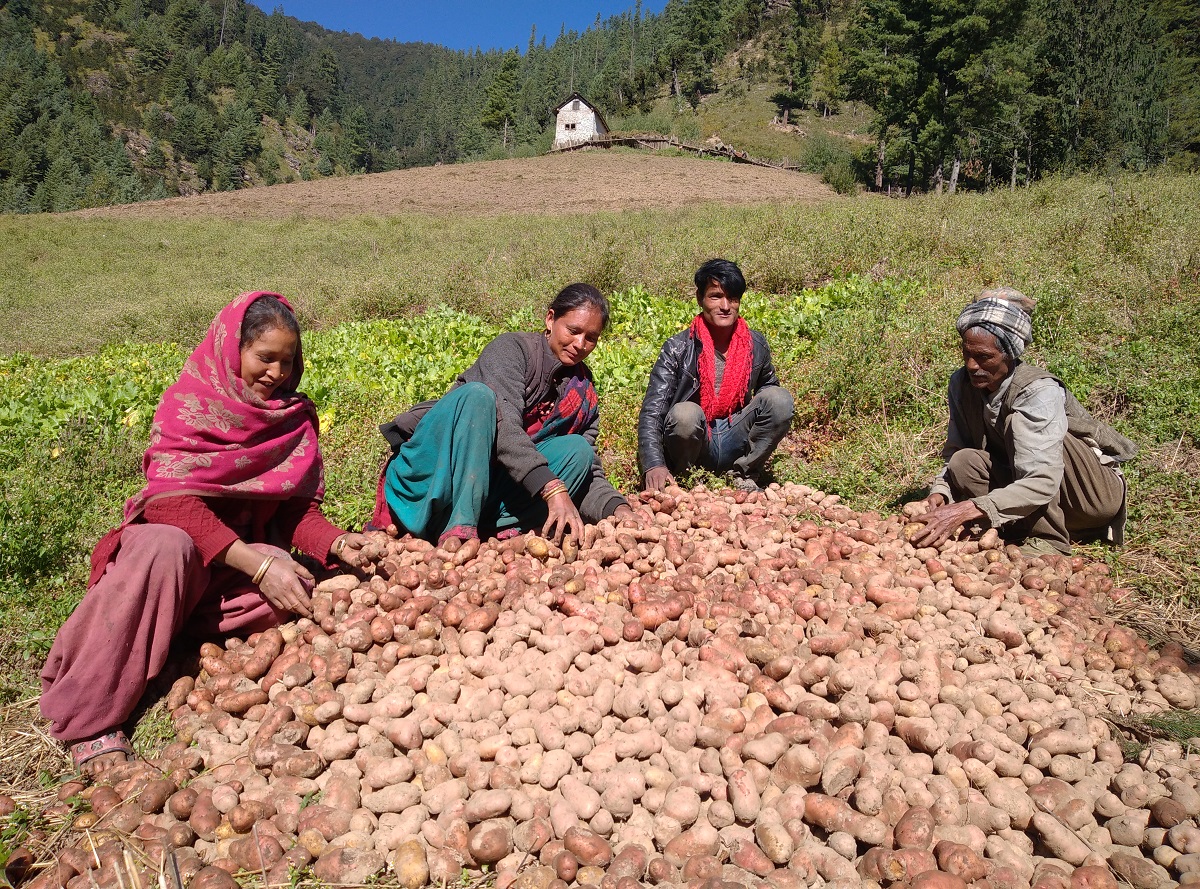 आलुले स्थानीय बजार पाएपछि किसान खुशी