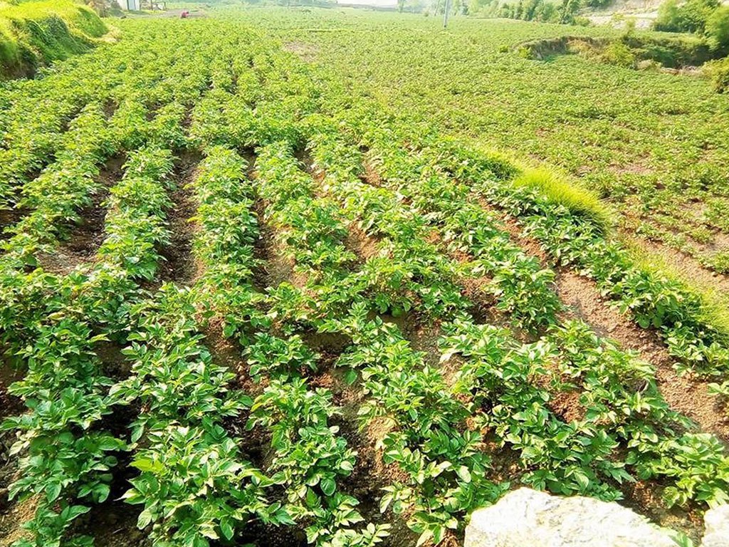 मकवानपुरमा आलु खेतीलाई प्रथम सुपरजोनको सिफारिस