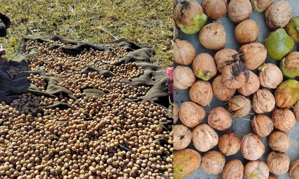 हुम्ला पुग्यो टर्कीको च्यान्दुलर ओखर