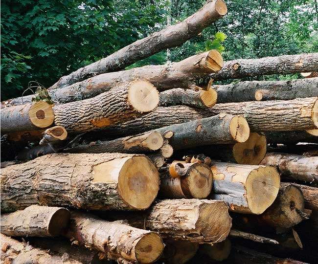 सामुदायिक वनको काठमाथिको प्रतिबन्ध तत्काल हटाउ : फेकोफन
