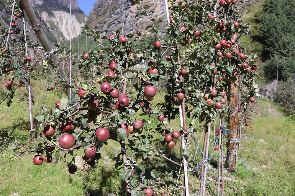 जुम्लामा यस वर्ष स्याउ उत्पादनमा कमी