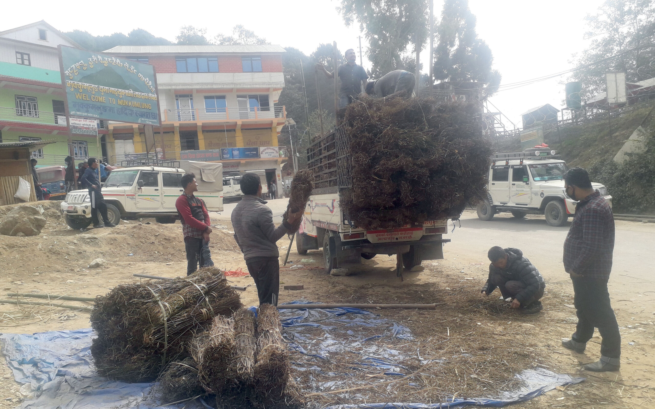 माग बढेसँगै चिराइतोको मूल्यमा वृद्धि
