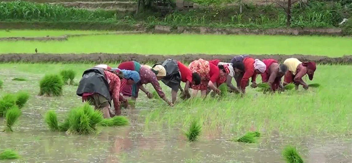 मार्सी धानको खेती शुरु