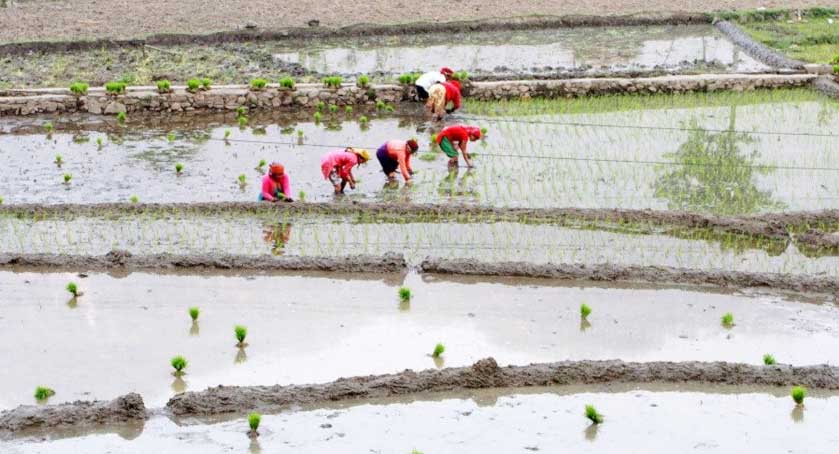 कैलालीका किसानलाई चैते धान रोप्न चटारो