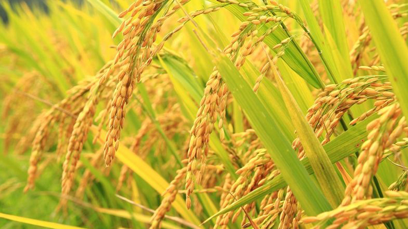 लक्ष्य प्राप्ति भएपछि धान खरीद  बन्द