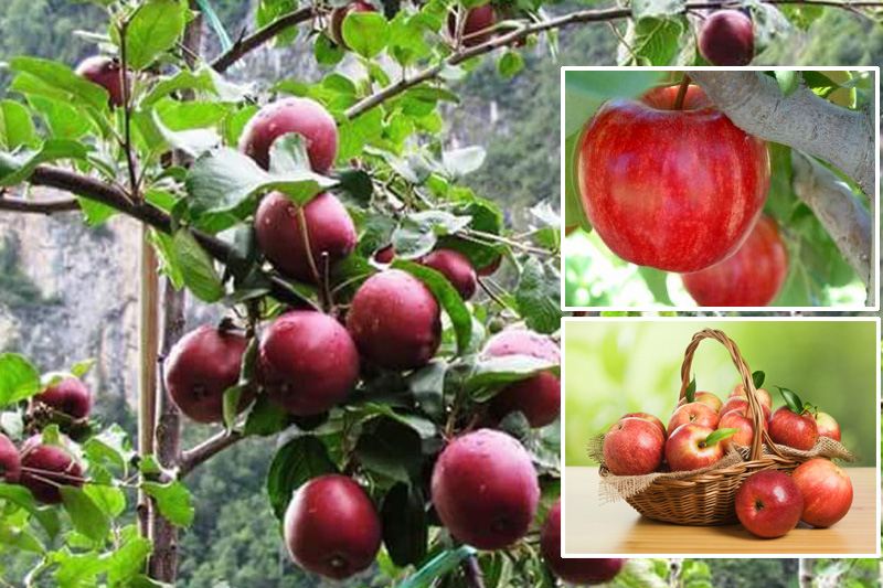 गहुँ–जौको सट्टा सामूहिक स्याउखेती