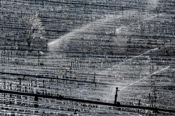 France to declare agricultural ‘disaster’ over spring frost