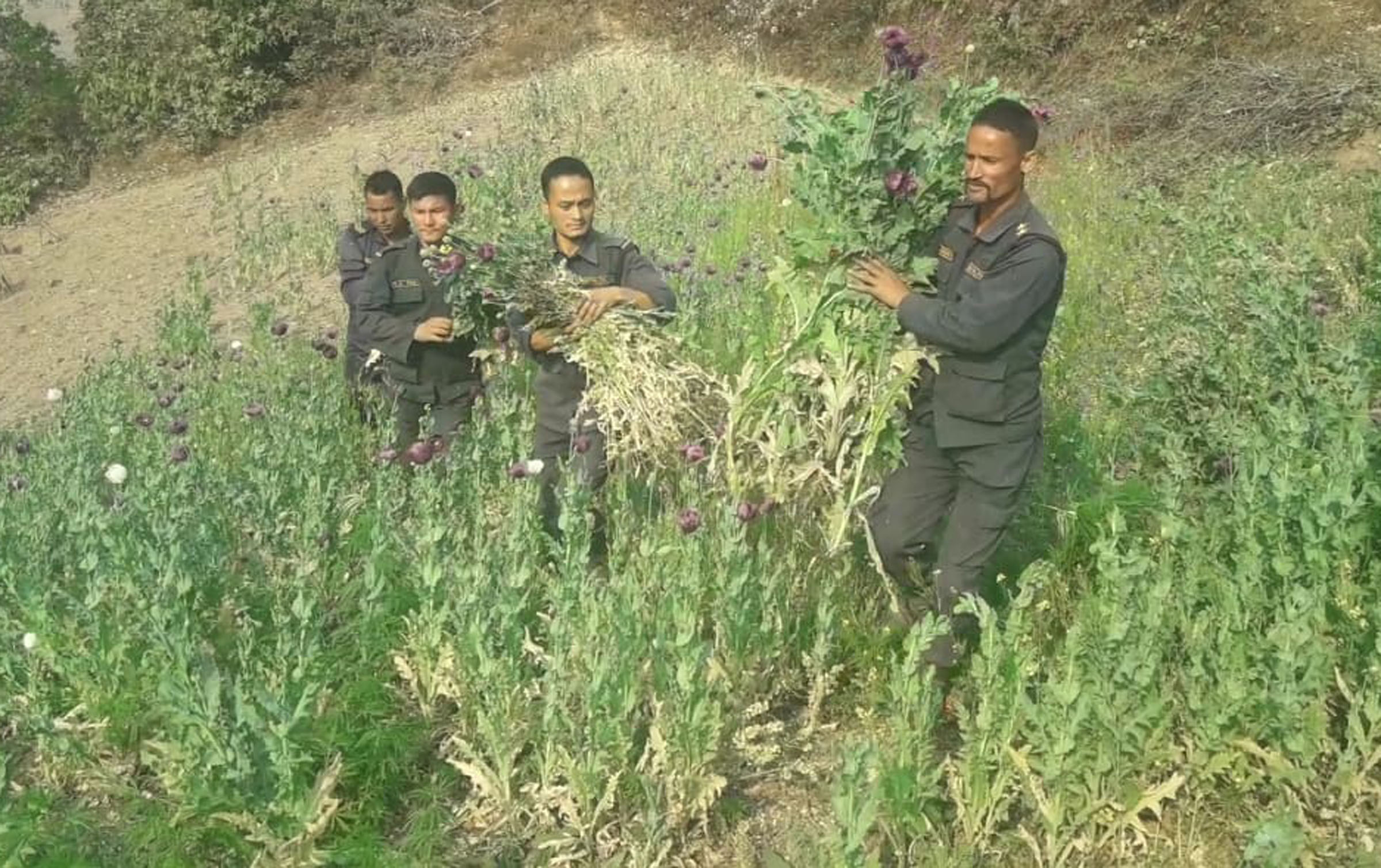साढे ११ रोपनीमा लगाइएको अफिम खेती नष्ट