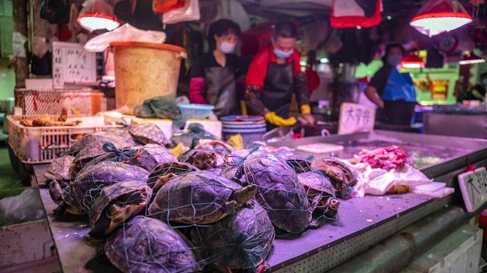 WHO urges ban on sale of live wild mammals in food markets