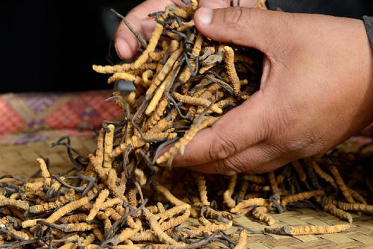 अनुमतिविना यार्सागुम्बा सङ्कलनकर्ता पाटनमा