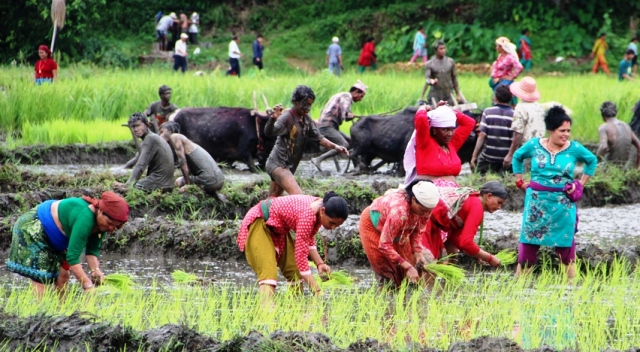 महामारीबीच रोपाइँको याम शुरु