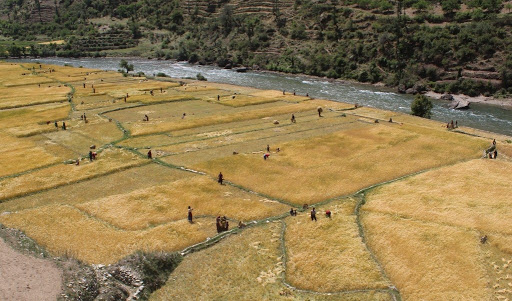 जुम्लाका किसानलाई जौ भित्र्याउने चटारो