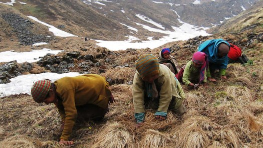 अघिल्लो वर्ष बन्द यार्सापाटन यस वर्ष खोल्ने निर्णय