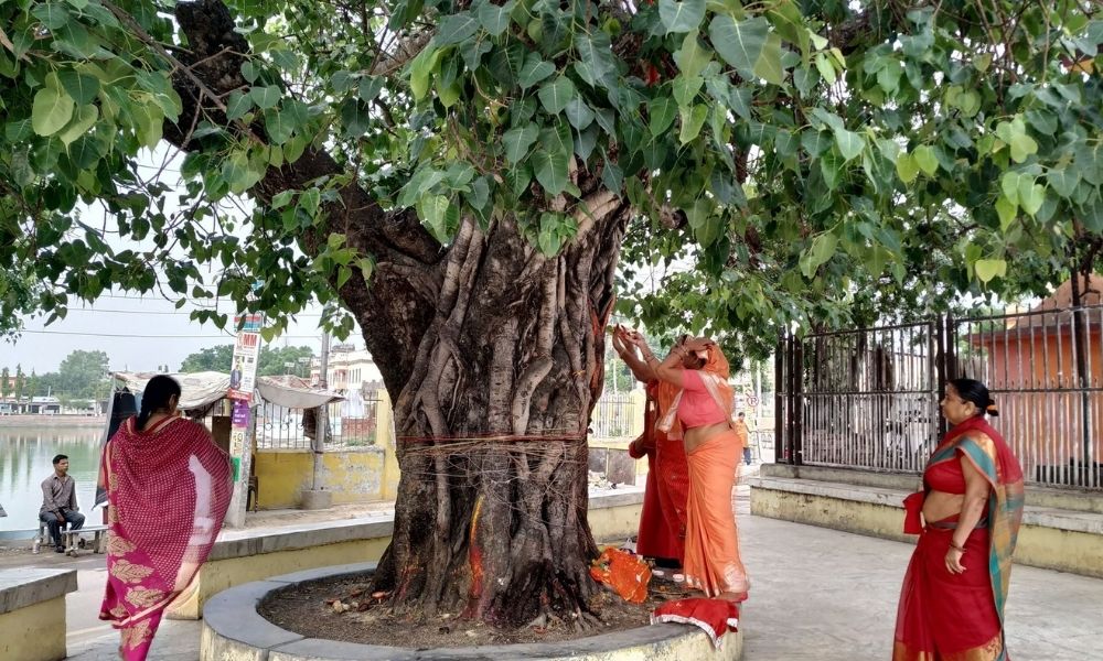 हिन्दु धर्ममा किन गरिन्छ वनस्पतिको पूजा ?