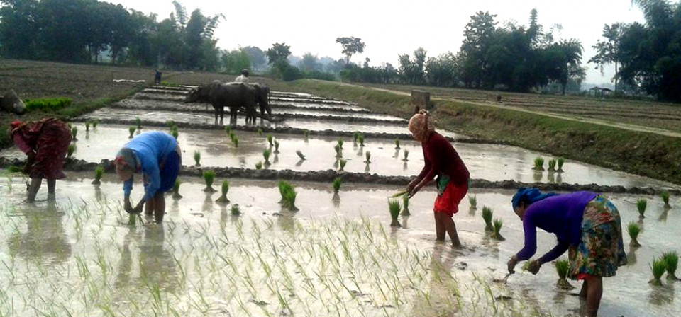 पर्सामा ३० प्रतिशत धान रोपाइँ सम्पन्न