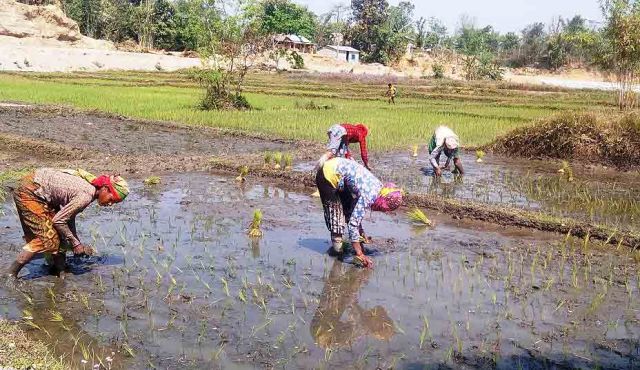 चैते धानतर्फ किसान आकर्षित