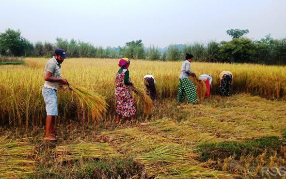 चैते धान भित्र्याउन नपाउँदा किसान समस्यामा