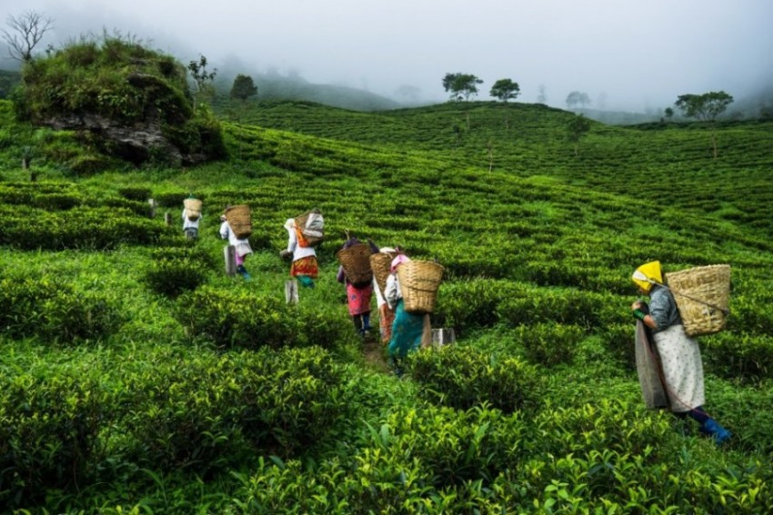 रु ३० करोड लगानीमा चिया उद्योग