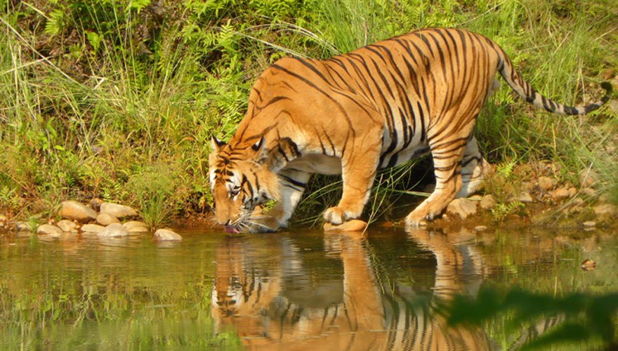 बाघ दिवस : शुक्लाफाँटामा पाटेबाघको सङ्ख्या बढ्दै