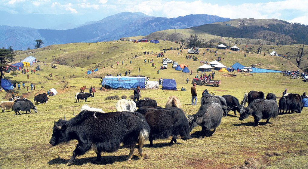 याक बिक्री नहुँदा आर्थिक सङ्कट खेप्दै याङ्मावासी