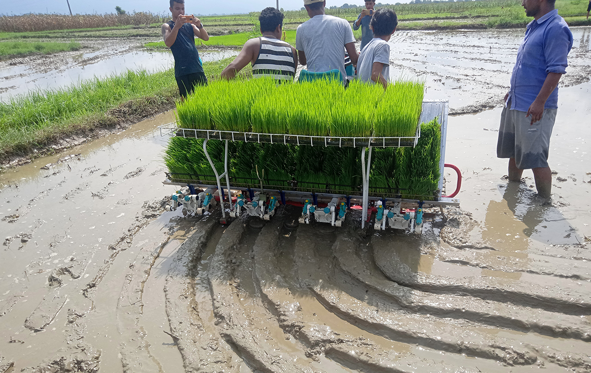 मेसिनबाट धान रोप्ने कार्यक्रम सम्पन्न