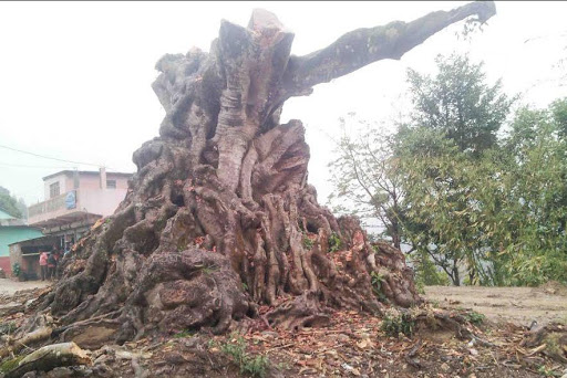मासिन थाल्यो वरपीपल