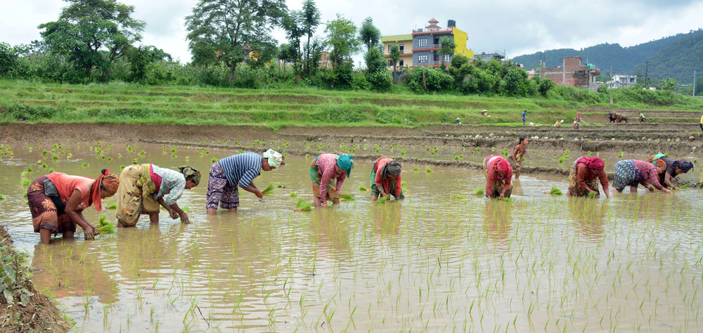सप्तरीमा शतप्रतिशत धान रोपाइँः ९०० बिघा डुबानमा