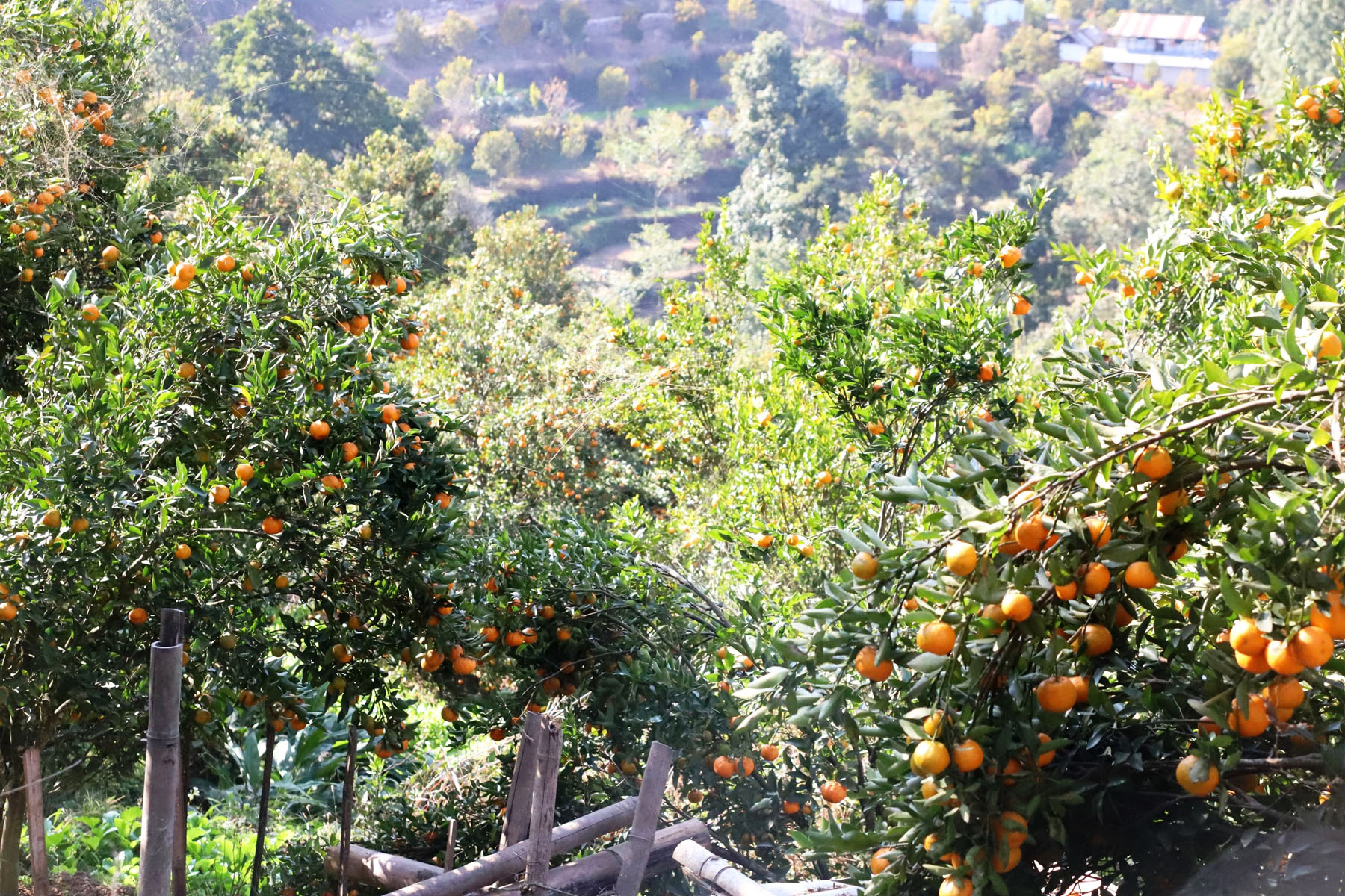 पुराना सुन्तला बगैँचामा साढे दुई हजार नयाँ बिरुवा थपिए