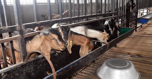 बाख्रा फार्म सञ्चालनपछि गाउँमा नै रोजगारी