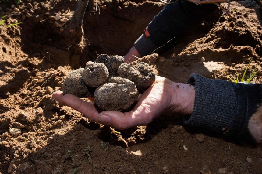 S.Africa’s ‘crazy’ mountain farmers cash in on truffle bet