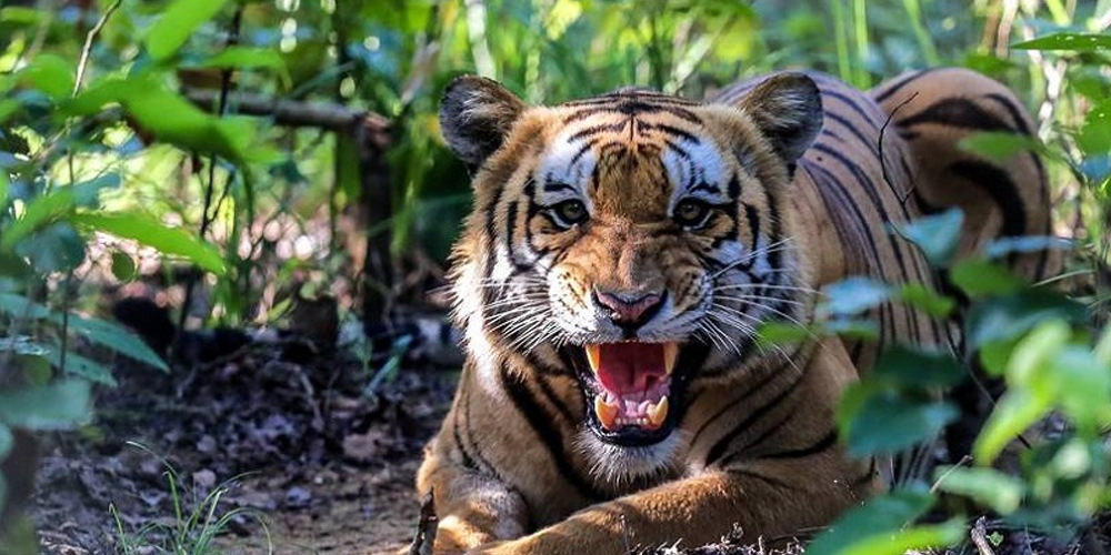 बाघको आक्रमणमा एकको मृत्यु