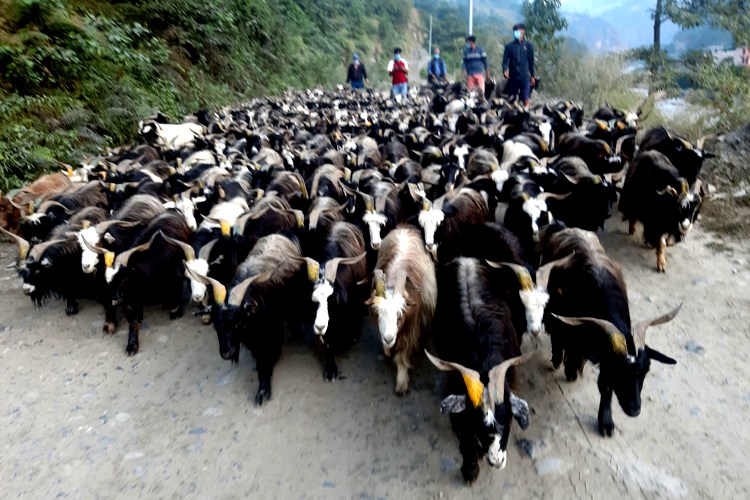 यसवर्ष पनि च्याङ्ग्रा बिक्री नहुने
