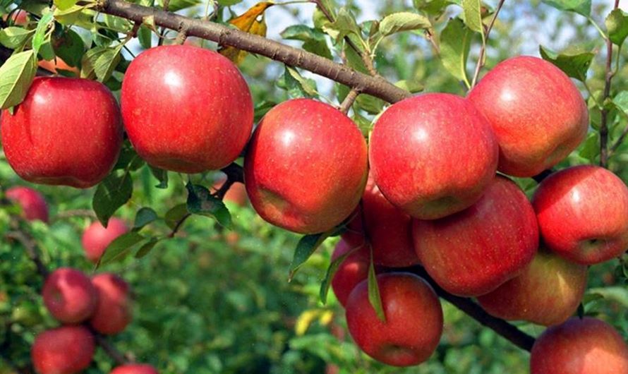 मुस्ताङको स्याउः असोजमा मात्रै बजारमा