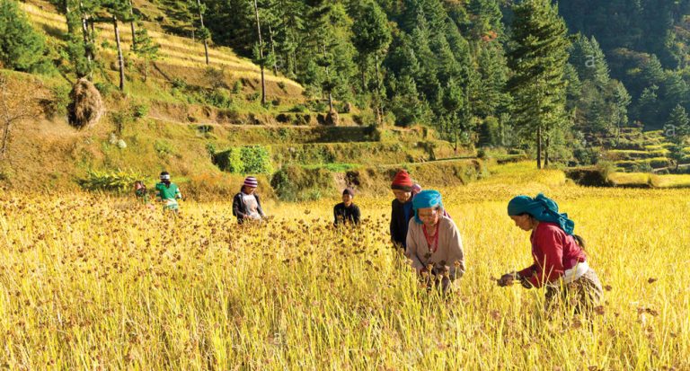 रैथाने प्रजातिका बाली हराउँदै