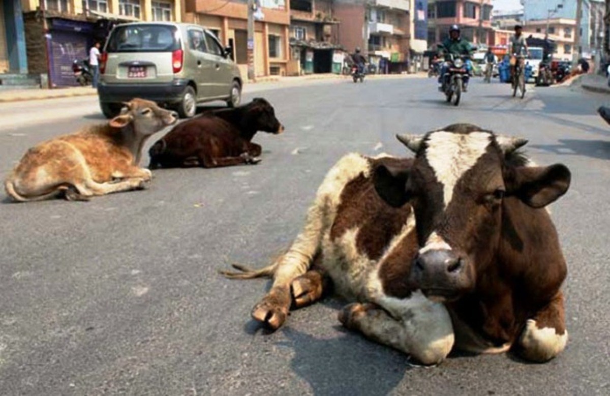छाडा पशु चौपायाको व्यवस्थापनमा चुनौती