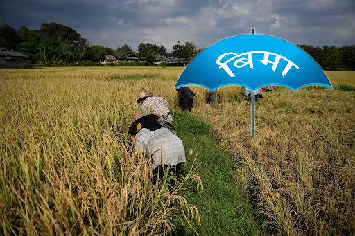 कृषि बिमाबाट कृषक लाभान्वित