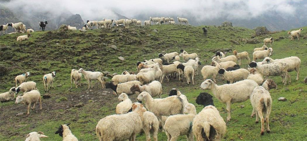 भेडा च्याङ्ग्राको मूल्यवृद्धि