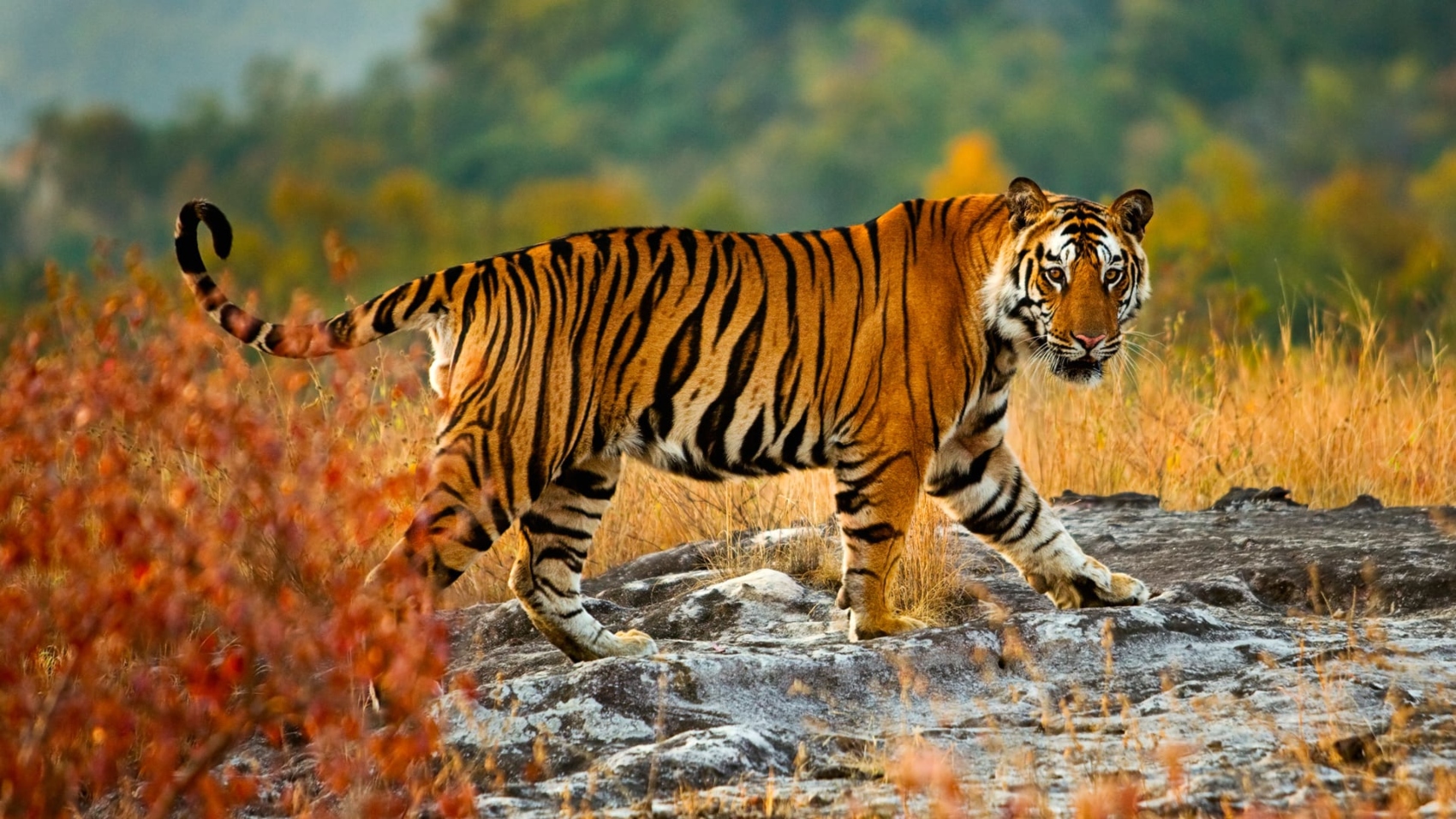मङ्सिर र पुसमा बाघ गणनाको तयारी