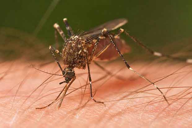 Dengue cases continue to rise in Pakistan’s capital