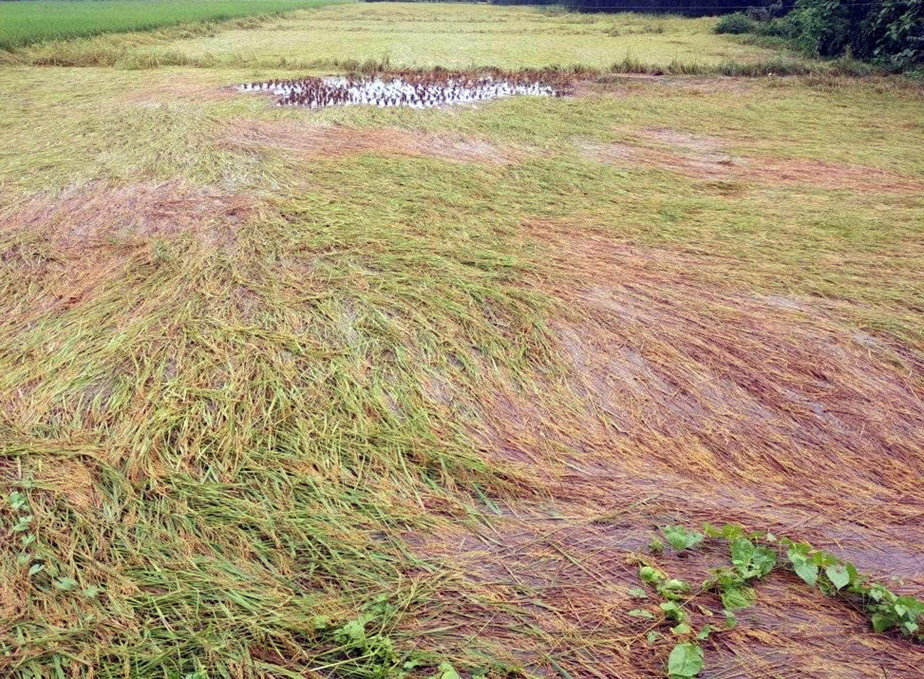 वर्षाले बागमती प्रदेशको धानबालीमा क्षति