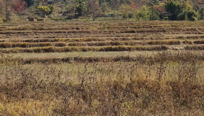 जनशक्ति अभावमा खेतीयोग्य जमिन बाँझै