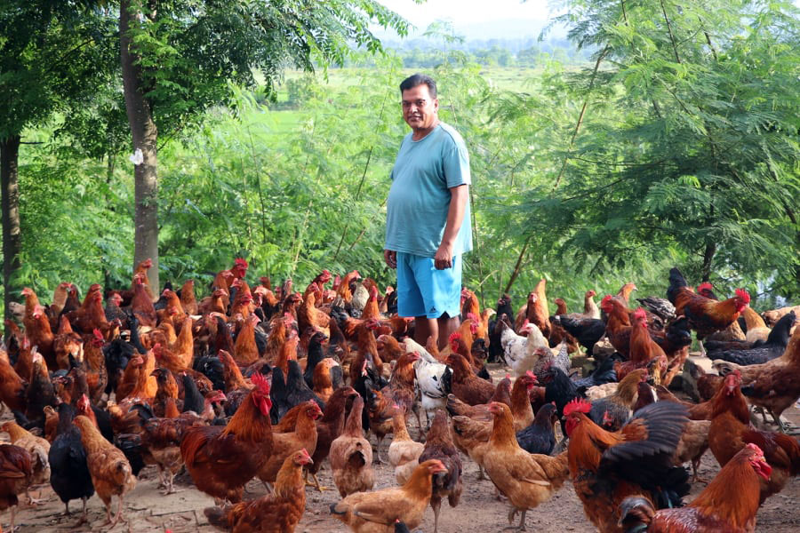 च्याङ्ग्रा महँगियो त के भो ? लोकल कुखुरा छन् !