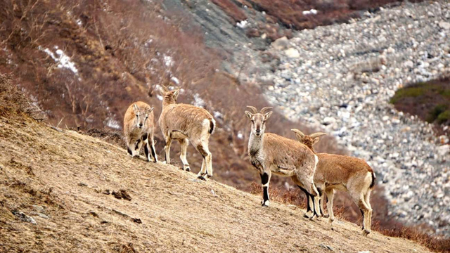 ढोरपाटन आरक्ष : नाउर र झारल सिकार गर्न खुला
