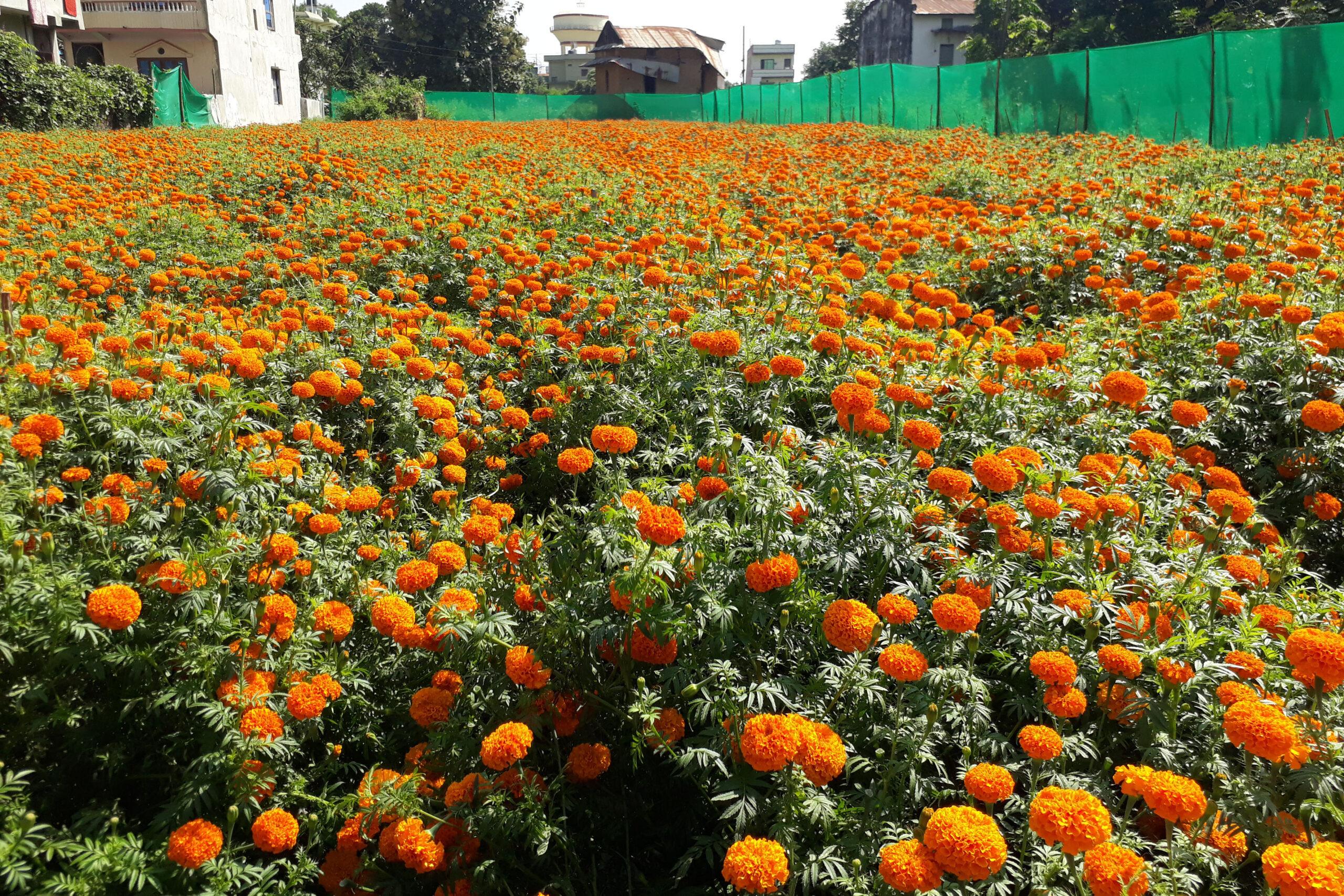 फूलबाट मनग्य आम्दानी