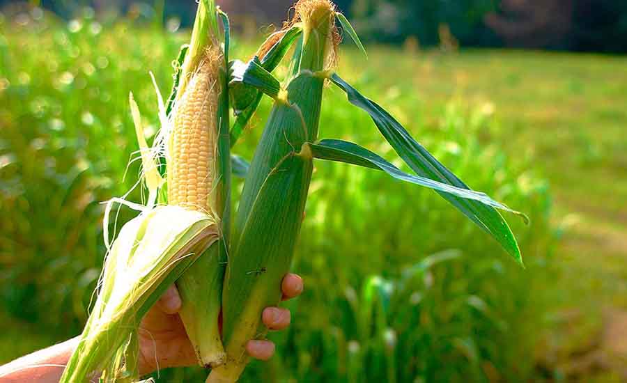 छिप्रा गाउँमा मकै उत्पादनमा कमी
