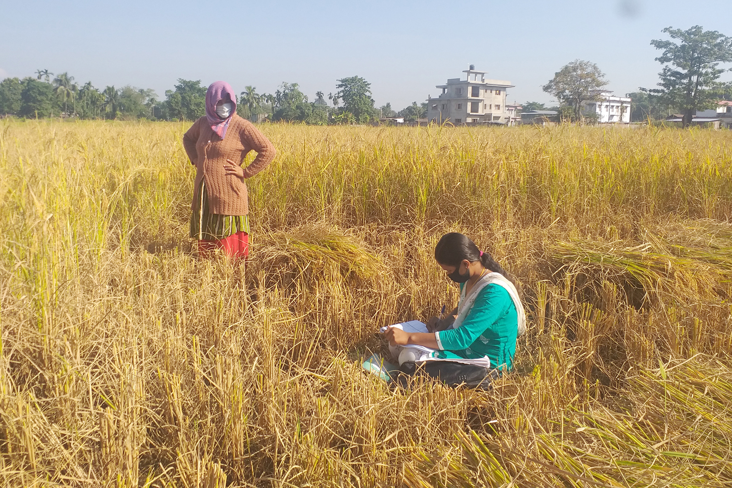 धान खेतमै पुगेर जनगणना