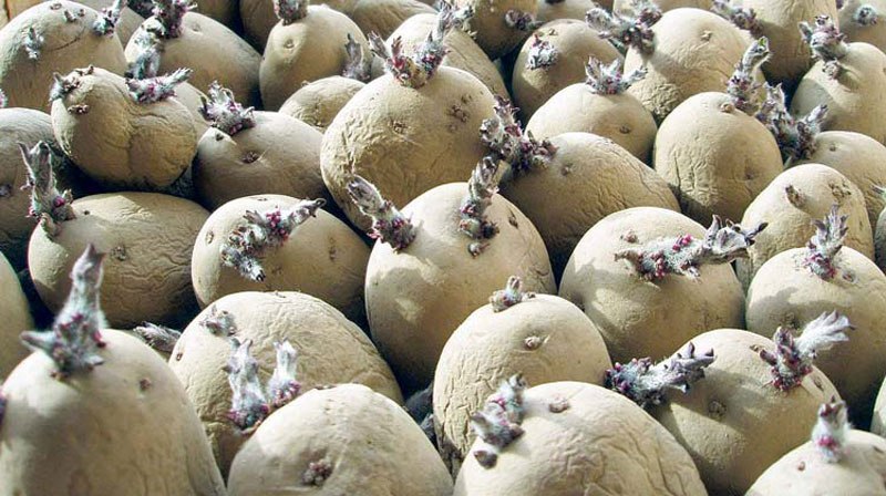 किसानलाई अनुदानमा आलुको बीउ